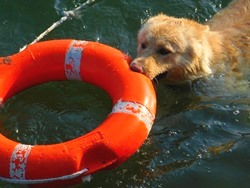 koira pelastusrengas